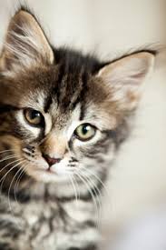Learn effective ways to give your cat its medication without the struggle of using liquid. Human Medications That Are Dangerous To Cats