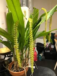 Image result for Macrotyloma densiflorum