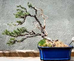 Image result for rosemary bonsai