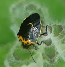 Image result for Canthium bugoyense