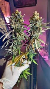 Pin On Marijuana In Da House