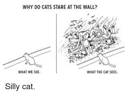 Sketch of cat staring at a wall. Why Do Cats Stare At The Wall What We See What The Cat Sees Silly Cat Meme On Me Me