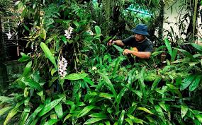 Jurugambar Pulihara Lebih 2 000 Spesies Tumbuhan Hutan