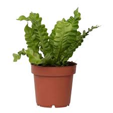 Image result for Asplenium preussii