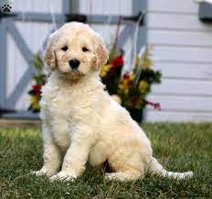 Our puppies are raised in the west virginia mountains near the shores of the beautiful tygart lake. Goldendoodle Puppies For Sale Greenfield Puppies