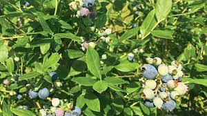 Immediately water the pot thoroughly to settle the soil and eliminate any air gaps around the plant's roots. Get A Look At New And Existing Florida Blueberry Varieties Growing Produce