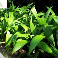 Image result for Curculigo pilosa