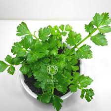 We did not find results for: Tanaman Obat Sayuran Daun Seledri Terbaru Agustus 2021 Harga Murah Kualitas Terjamin Blibli