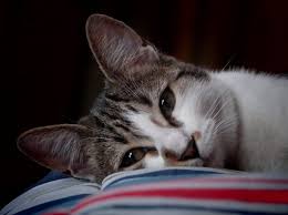 More choices will appear based on your selections. Pet Euthanasia When Is It Time To Let Go Canna Pet
