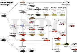 Koi Classifications Colors And Terms