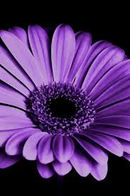 Iphone 11 Phone 1503 20190201181506 61 Iphone 7 Plus Bad Esn Sprint Japanese Iphone 6 Plus Wallpaper Icl Amazing Flowers Plant Photography Trendy Plants