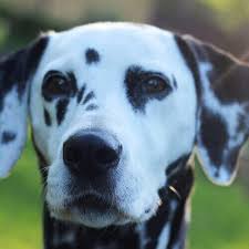 Image result for dalmatian