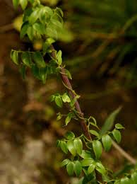 Image result for Asparagus asparagoides