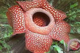 Nah, oleh sebab itu kami telah mengumpulkan koleksi terbaru berkaitan dengan ilustrasi lukisan bunga rafflesia yang dapat sobat jadikan wawasan. Bengkulu Awetkan Bunga Raflesia Arnoldi Republika Online