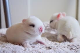 Check spelling or type a new query. At What Age Do Baby Rabbits Open Their Eyes Clever Pet Owners