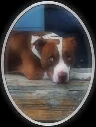 Hercules is very strong and should be adopted by an experienced person. Pitbulls Kinda Looks Like My Hercules Pitbulls Silly Dogs Bully Breeds