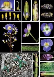 Image result for Triceratella