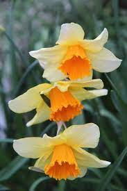 Di solito contano un fiore per scapo, hanno una piccola corona a disco che possiede generalmente la colorazione verde dell'occhio. Narciso Coltivazione E Curiosita Del Narcissus Pianta Dai Bellissimi Fiori