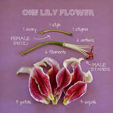Botanical Dissections 1 By Encyclopedia Homeschoolica Via Flickr Flower Structure Lily Flower Flowers