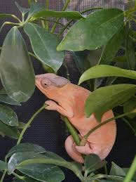 The panther chameleon (furcifer pardalis) is a species of chameleon found in the eastern and northern parts of madagascar in a tropical forest biome. Candy Female Nosy Be Panther Chameleon Animals Chameleon Panther