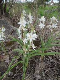 Image result for Chlorophytum blepharophyllum Schweinf. ex Baker