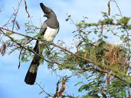 Image result for Acacia brevispica