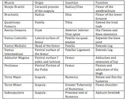 Muscle Origins And Insertions Table Muscles Chart