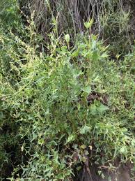 Image result for Rumex nepalensis