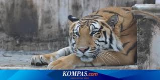 Imdb sinopsis a lawyer is given the. Batu Secret Zoo Kebun Binatang Terfavorit Di Asia