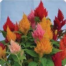 Deer resistant, drought tolerant, rabbit resistant, heat tolerant, low maintenance. Plumed Kimono Celosia Seeds 1000 Seeds Multi Color Mix Annual Flower Garden Seeds Celosia Plumosa Walmart Com Annual Flowers Celosia Flower Flower Seeds