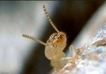 Frequently asked questions about atlanta pest control. All American Termite Pest Control Reviews Deltona Fl Angi
