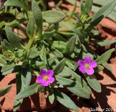 Image result for Portulacaceae