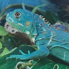 Better be safe than sorry. Saw A Gorgeous Iguana At The Pet Shop Today Now I M In The Market And Doing Research So I Can Add One To My Family Reptiles
