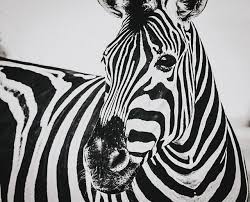Thinking About Something Tonight Americans Pronounce The Letter Z As Zee Australians Pronounc Zebra Pictures Masterpiece Art Gallery Canvas Art Prints