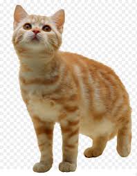 Download This Cat Clip Art Cat Png Picture Free Download Picture Kitten Cat Animal Pet Kitten Png Image And Vector Psd C Cats Kitten Free Download Pictures