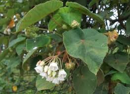 Image result for Dombeya torrida