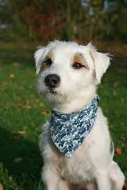 Wired Haired White Parson Russell Terrier Jack Russell Terrier Puppies Parson Russell Terrier Russell Terrier