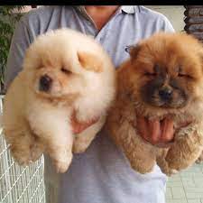 27 Chow Chow Puppies Too Fuzzy For Their Own Good Cute Animals Animals Fluffy Puppies