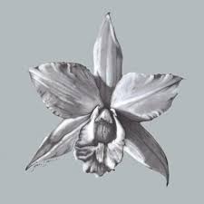 Cattleya Orchid Drawings Flower Sketches Orchid Tattoo Orchid Drawing