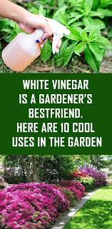 Subtilis helps the plants grow more effectively. The Article For Yourself If You Like Garden Tips Gardentips Organic Gardening Tips Plants White Vinegar
