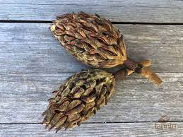 Magnolia Seed Pod Seed Pods Seeds Magnolia Grandiflora