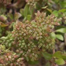 Image result for Polycarpon tetraphyllum