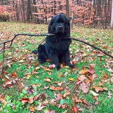 What Is The Average Weight Of A Newfoundland Dog New