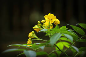 Image result for Senna septemtrionalis