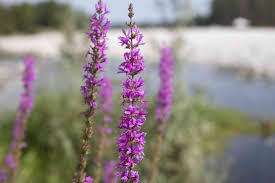 Check spelling or type a new query. These Flowers Can Be Invasive