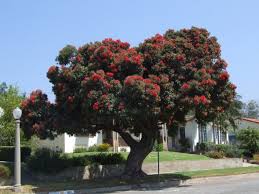 Image result for Eucalyptus ficifolia