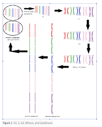 Solved In This Lab Exercise Make A Flow Chart To Follow