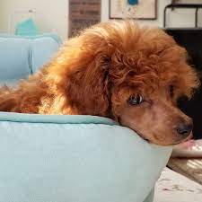 Reno Akc Toy Poodle Puppy For Sale In Oxnard California Toypoodle Toypoodlepuppies Poodle Poodlepuppies P Dog Breeds Poodle Puppies For Sale Puppies