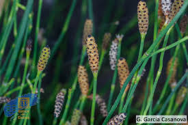Image result for Equisetum ramosissimum