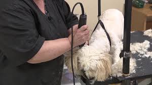 Join free to get started join free to get started. Dog Groomers Reopen In Yellow Counties Wnep Com